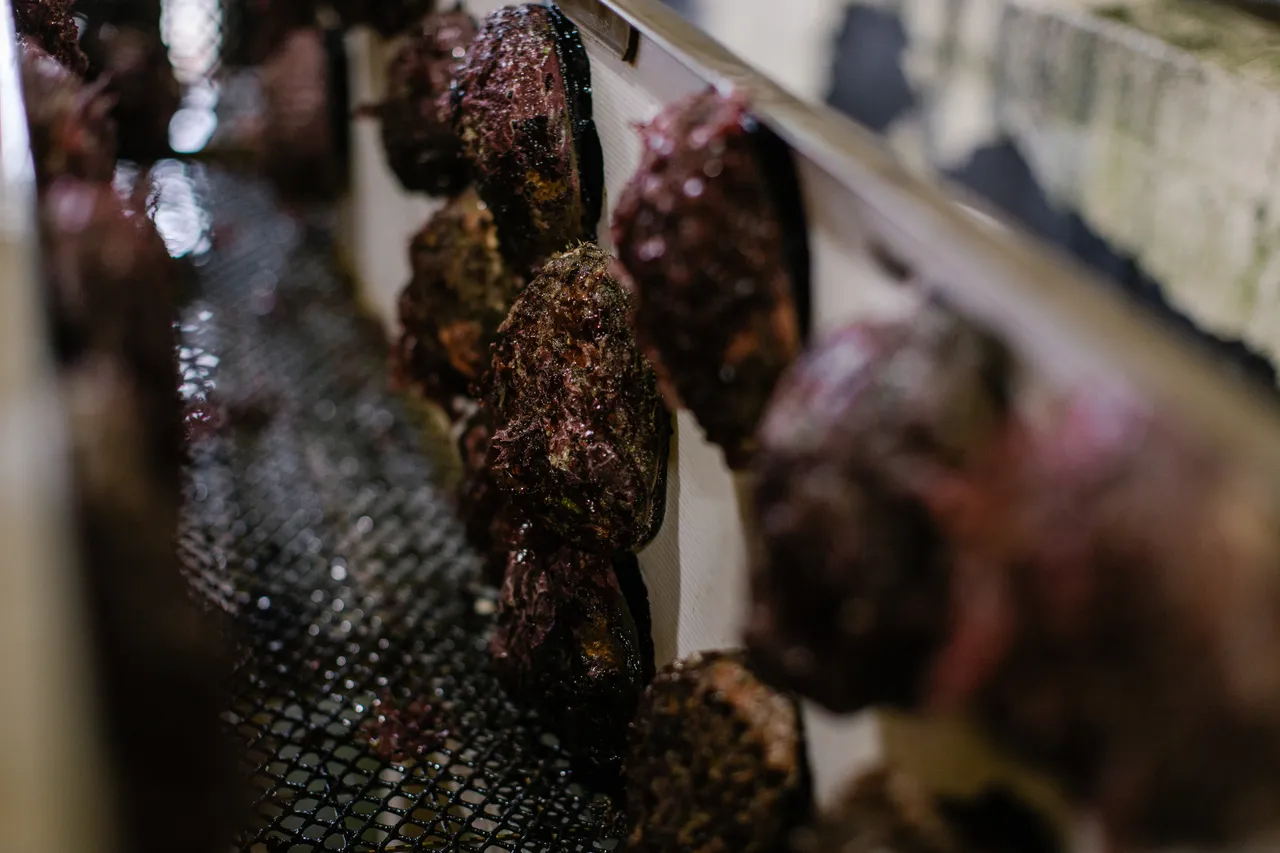 Abalone Processing