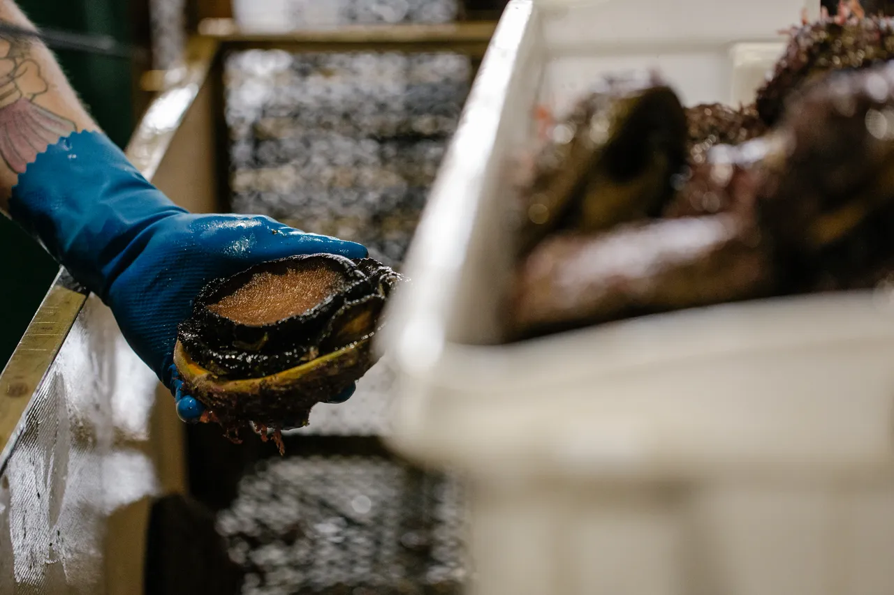 Abalone Processing