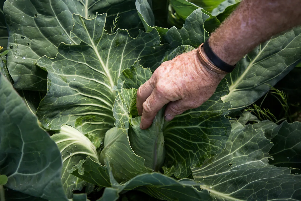 Ravenswood Community Garden