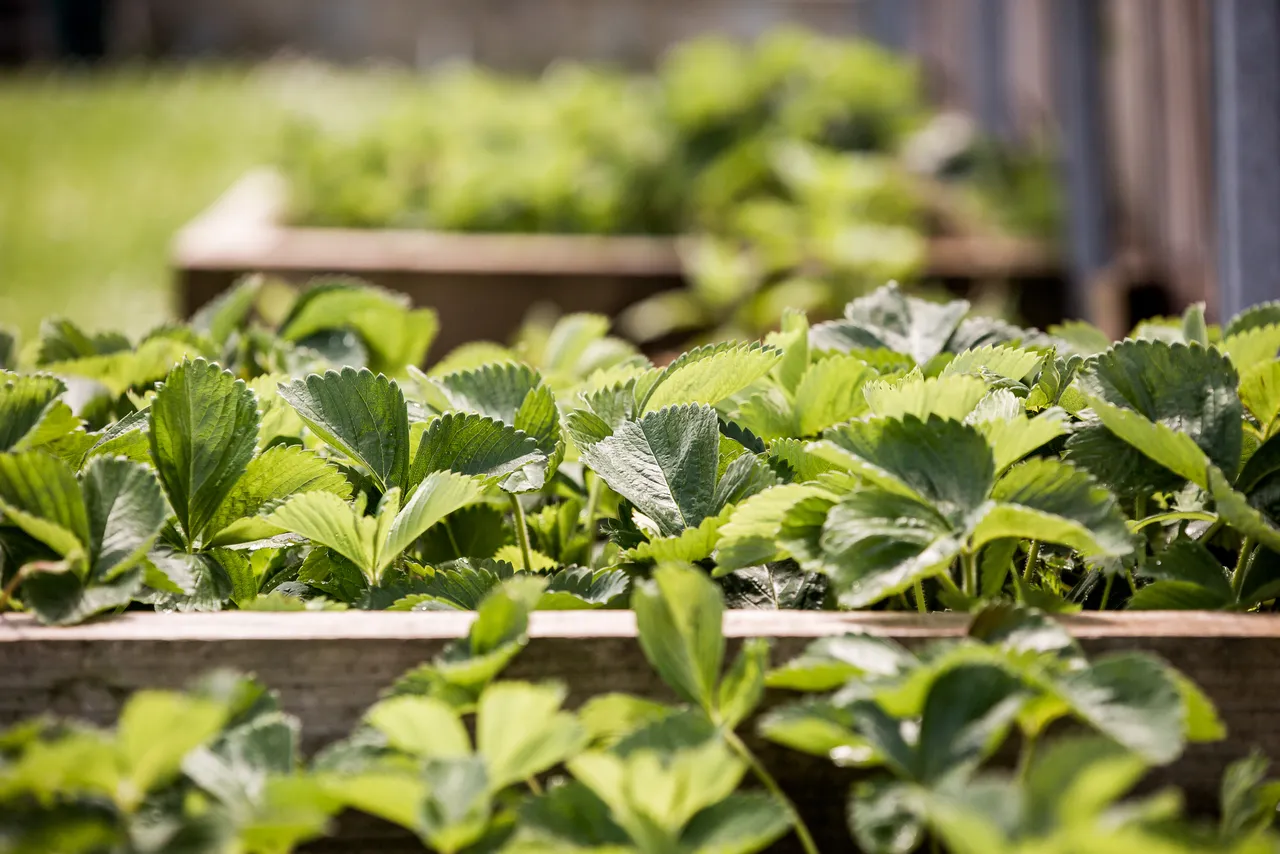Ravenswood Community Garden