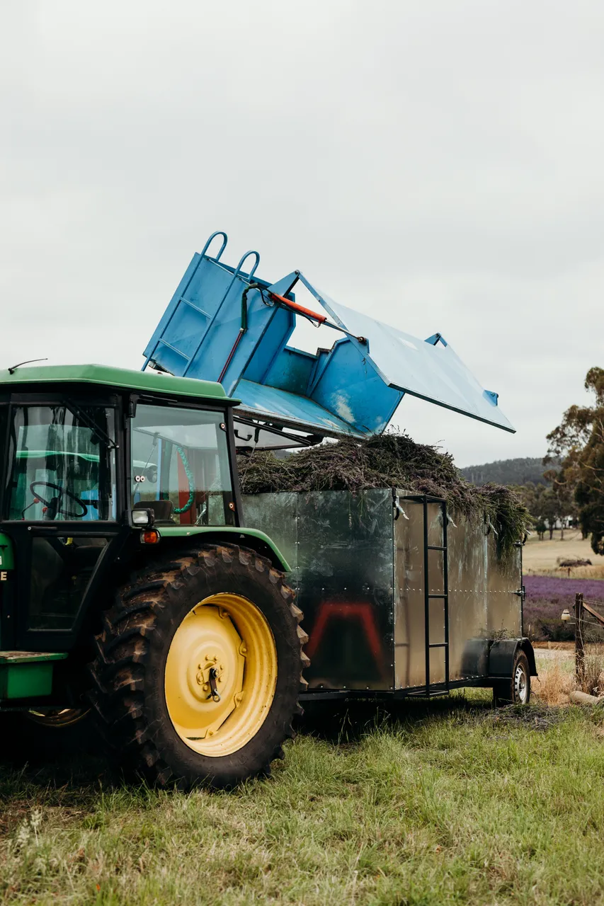 Lavender Harvest