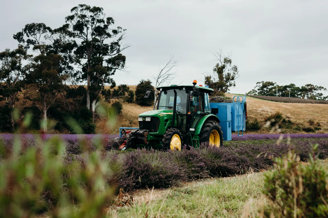 Lavender Harvest
