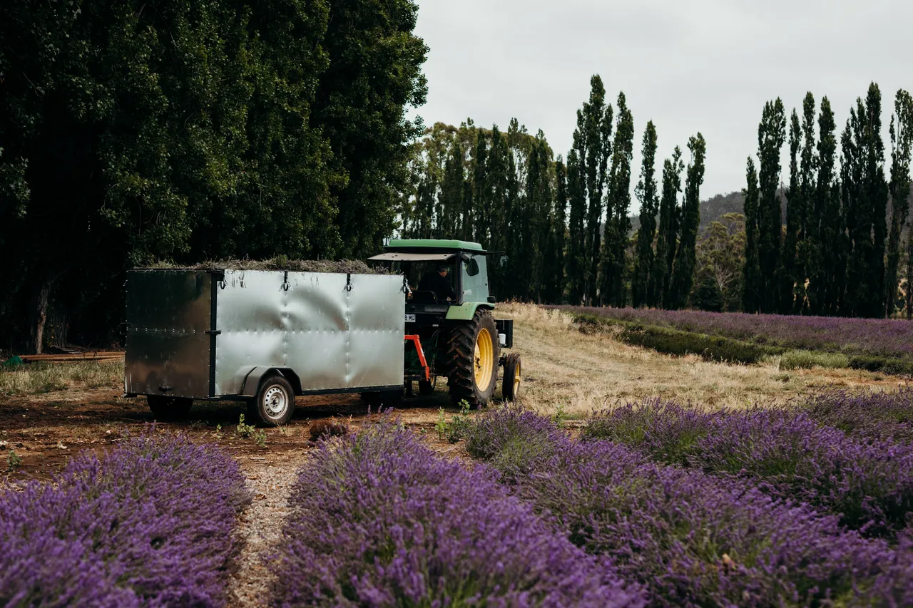 Lavender Harvest