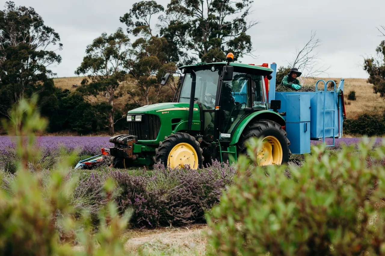 Lavender Harvest