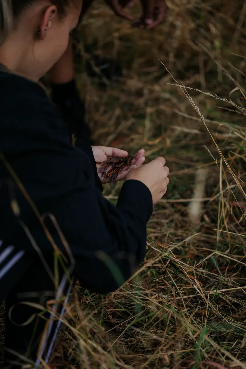Palawa Kipli Foraging