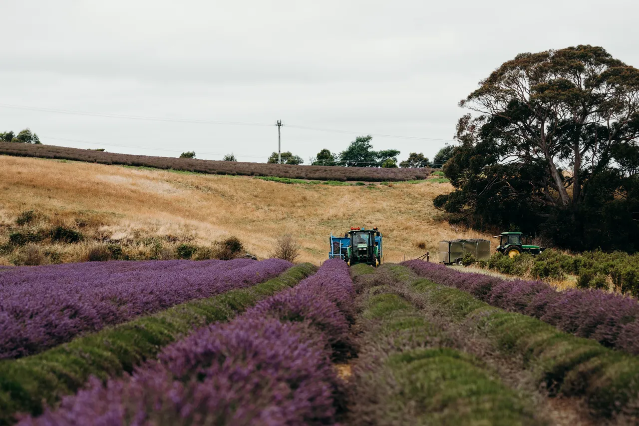 Lavender Harvest