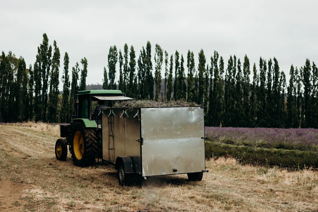 Lavender Harvest