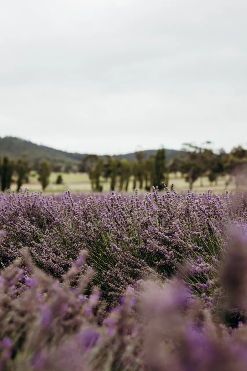 Lavender Farm