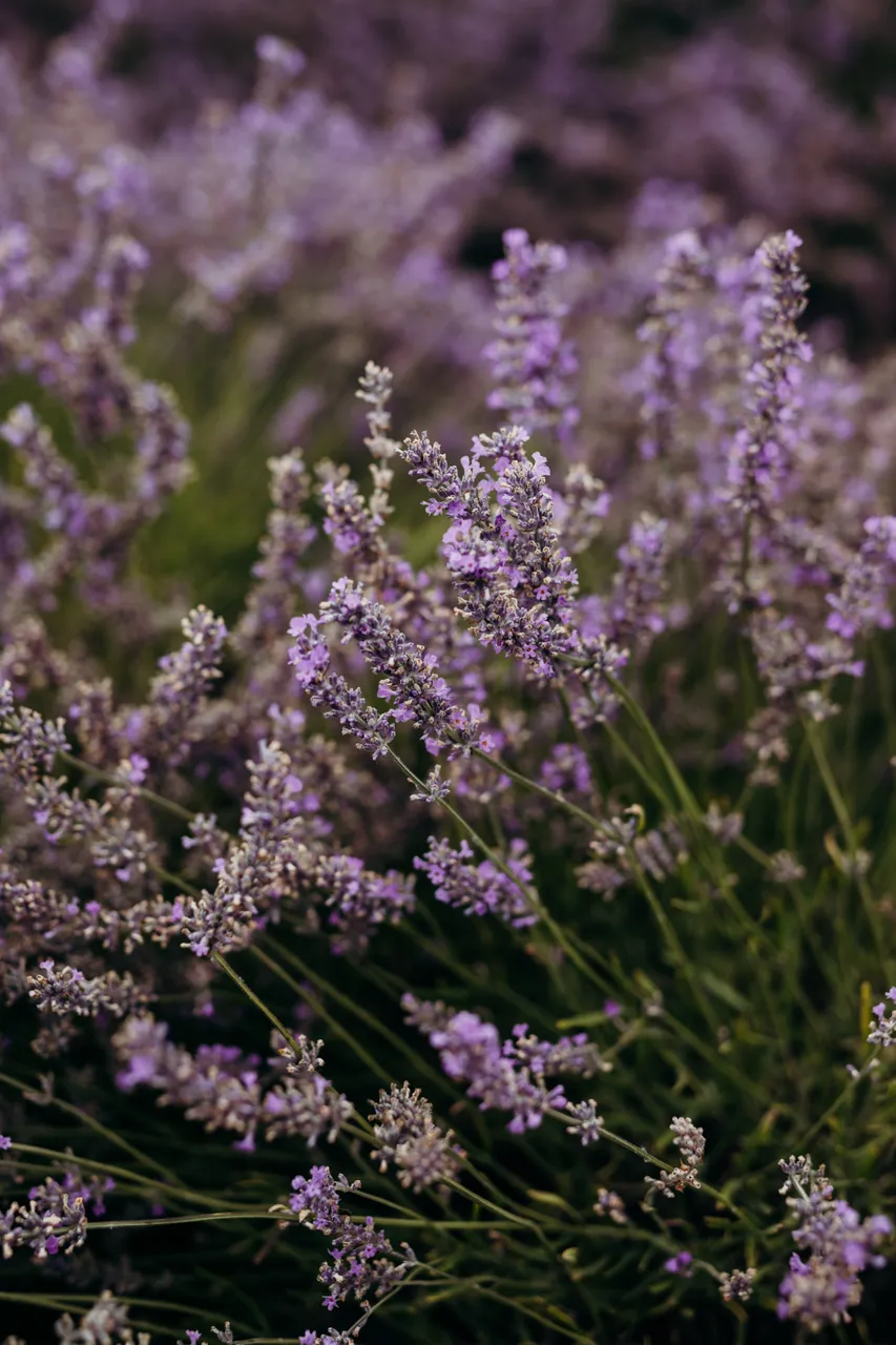 Lavender Farm