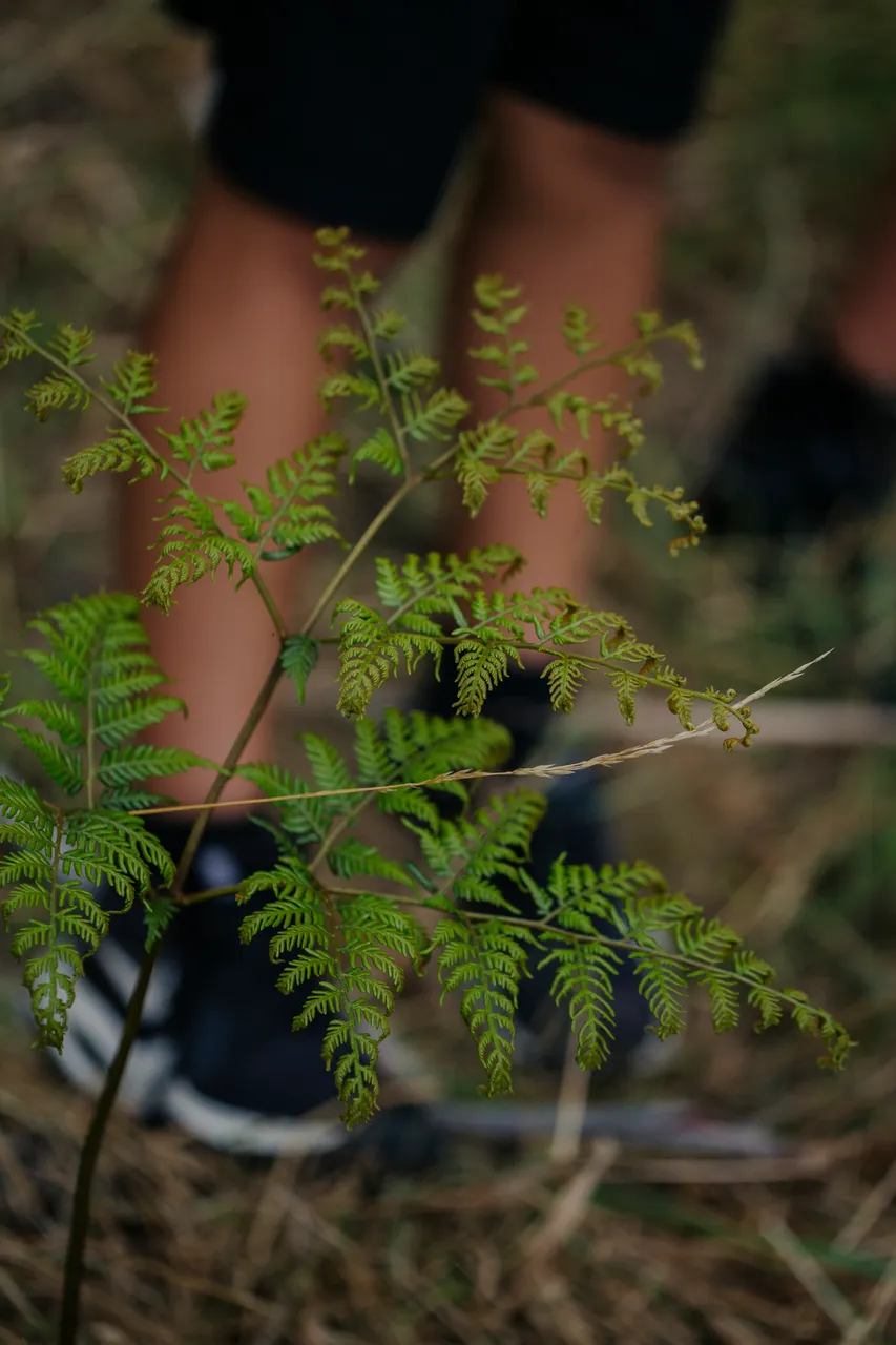 Palawa Kipli Foraging
