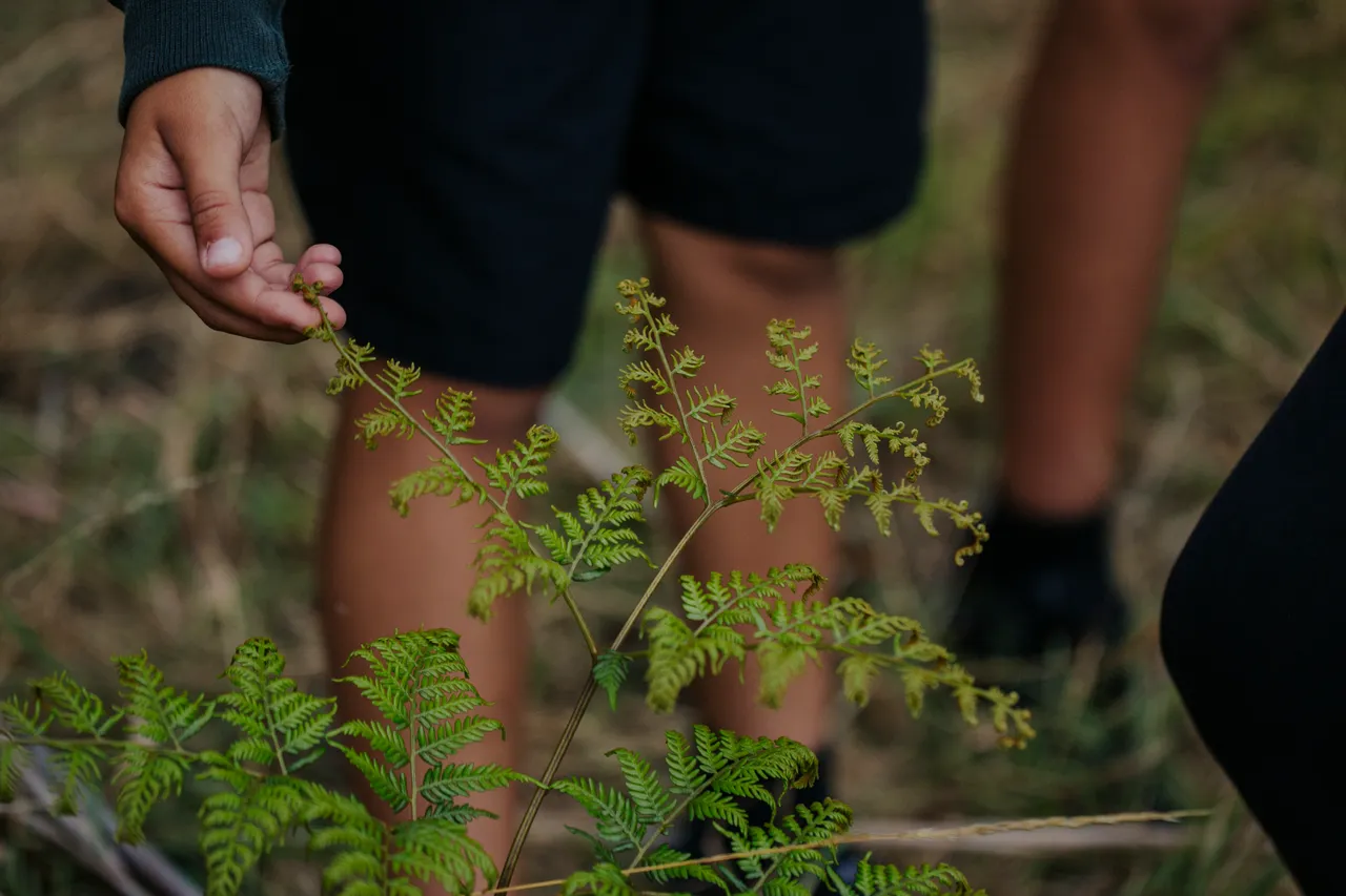 Palawa Kipli Foraging