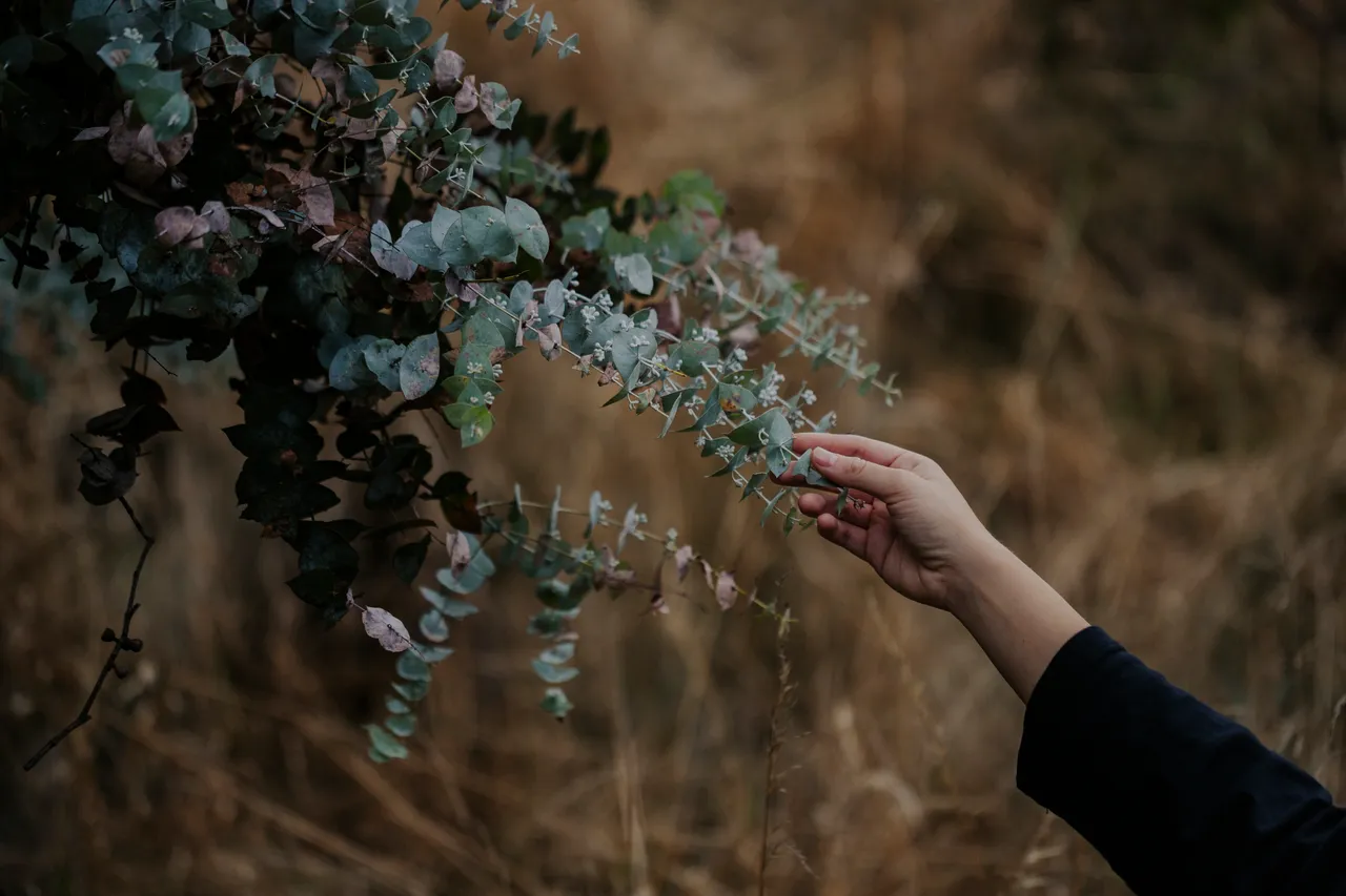 Palawa Kipli Foraging