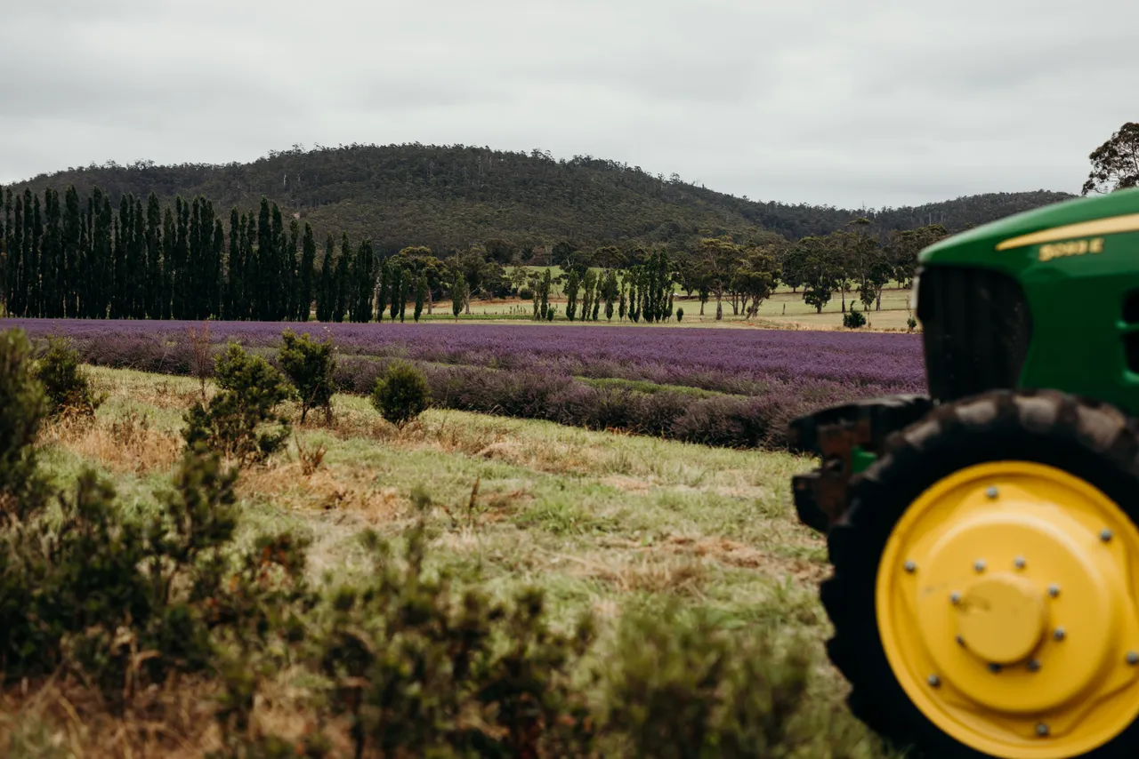 Lavender Harvest