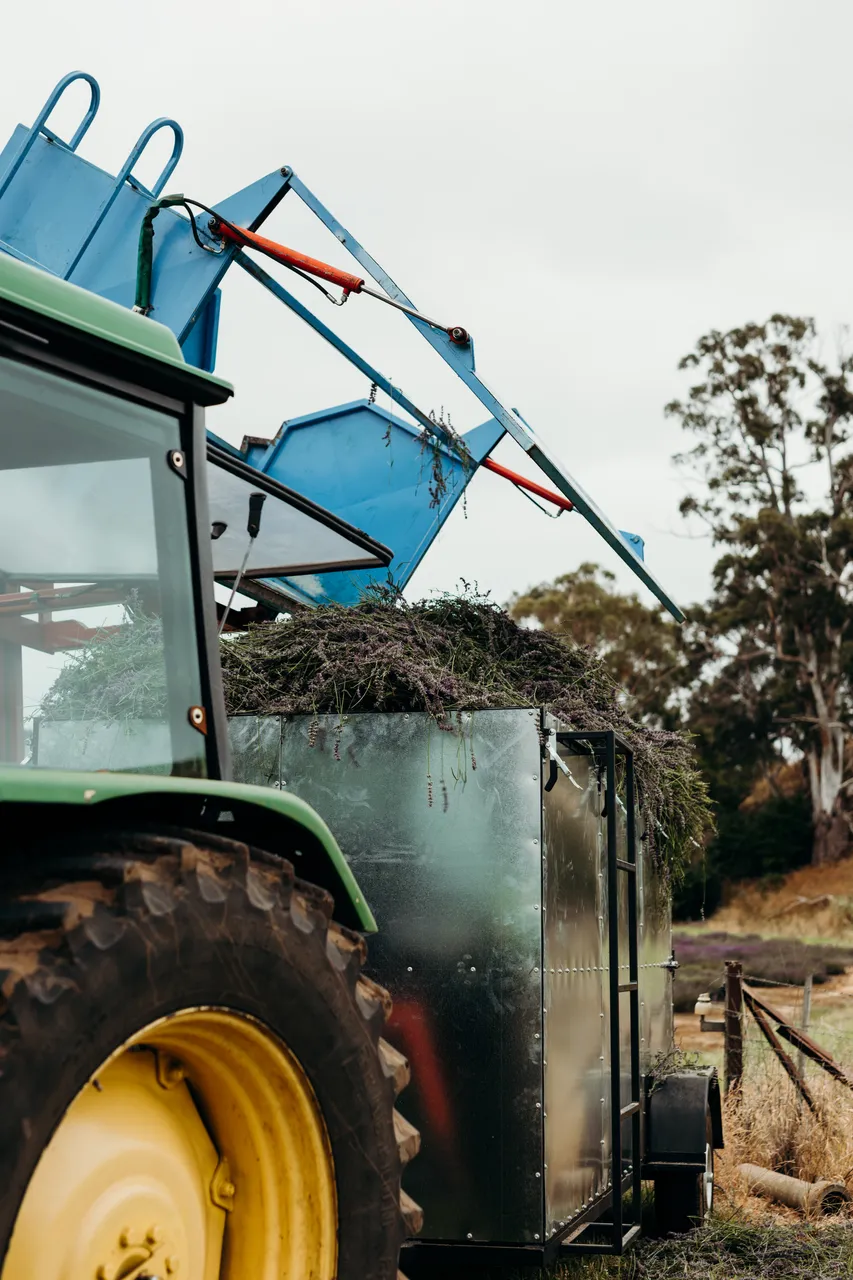 Lavender Harvest