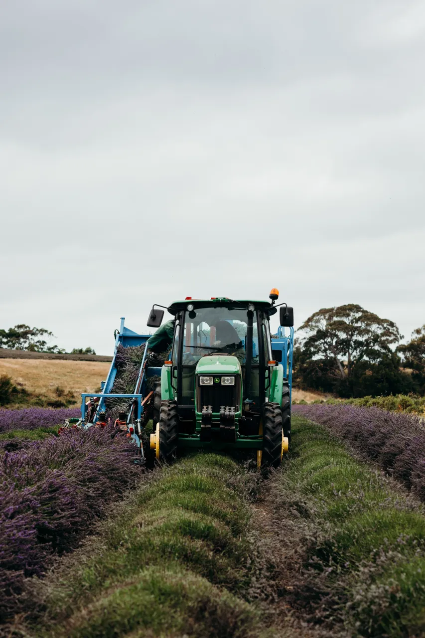 Lavender Harvest