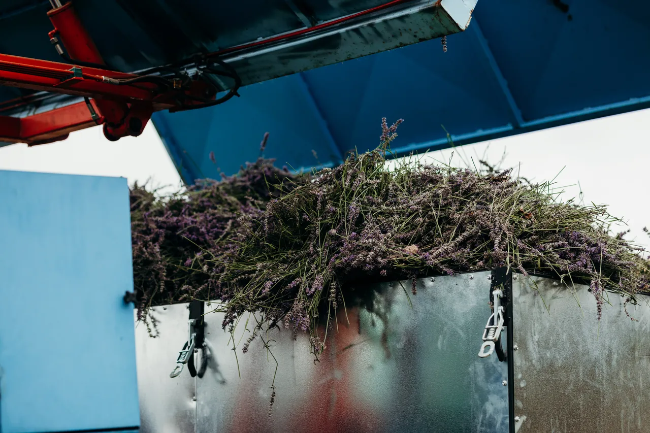 Lavender Harvest