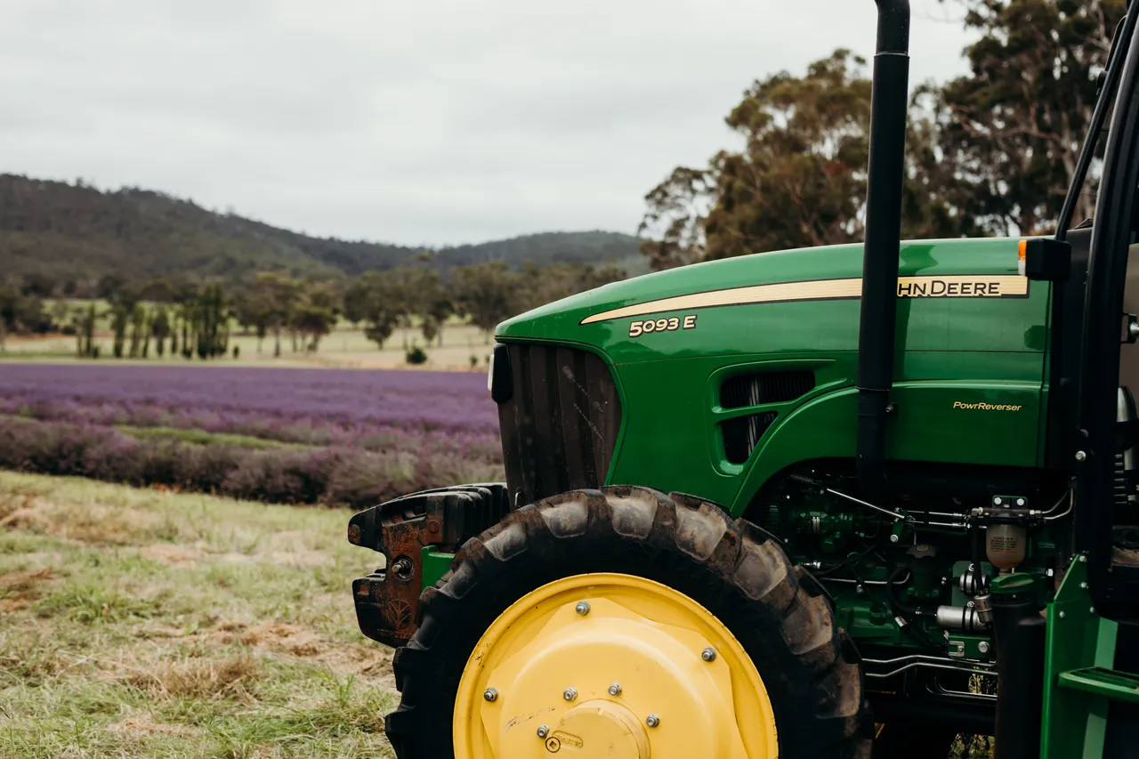 Lavender Harvest