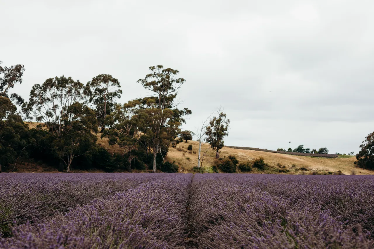 Lavender Farm