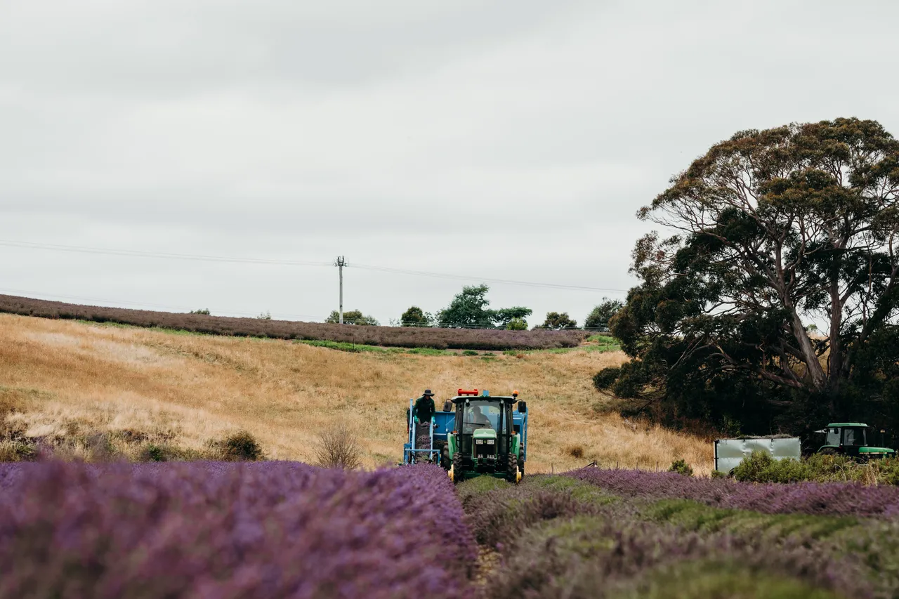 Lavender Harvest