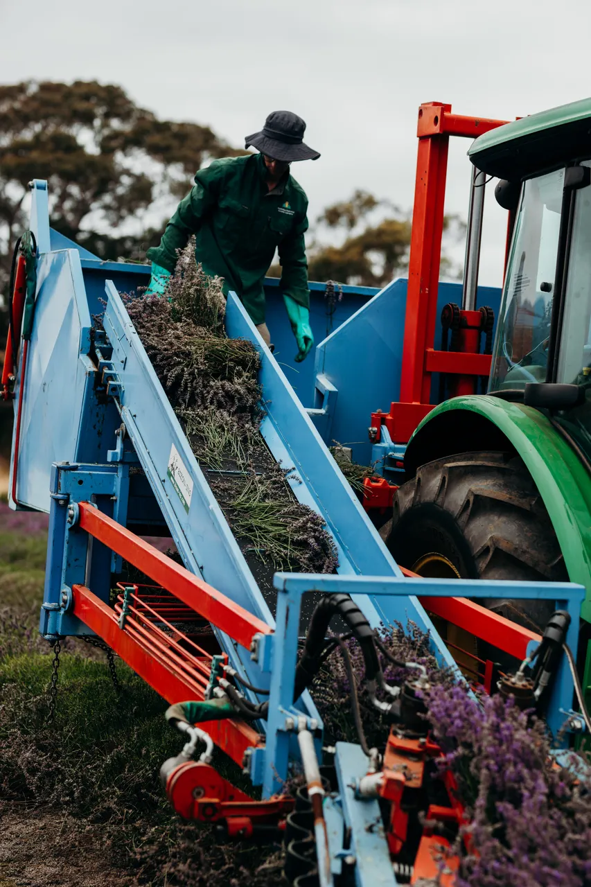 Lavender Harvest