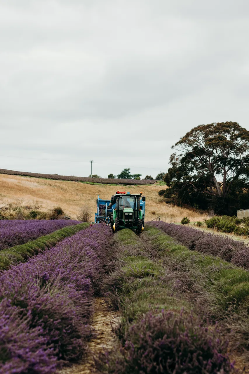 Lavender Harvest