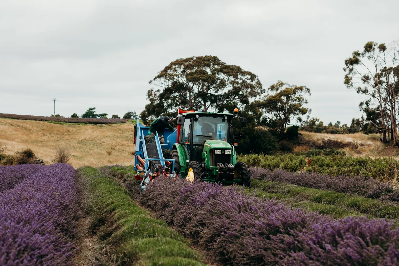 Lavender Harvest