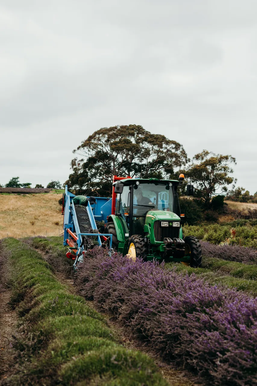 Lavender Harvest