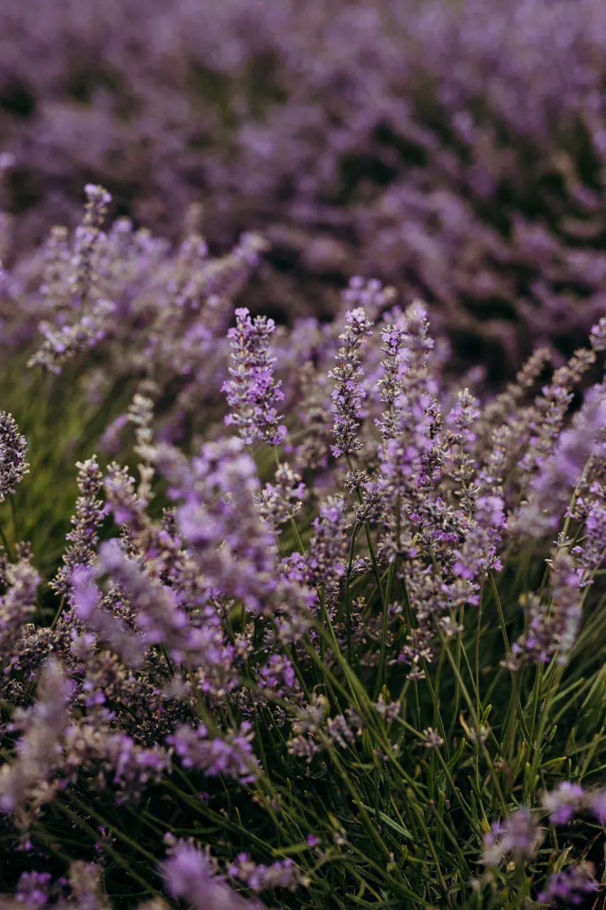 Lavender Farm
