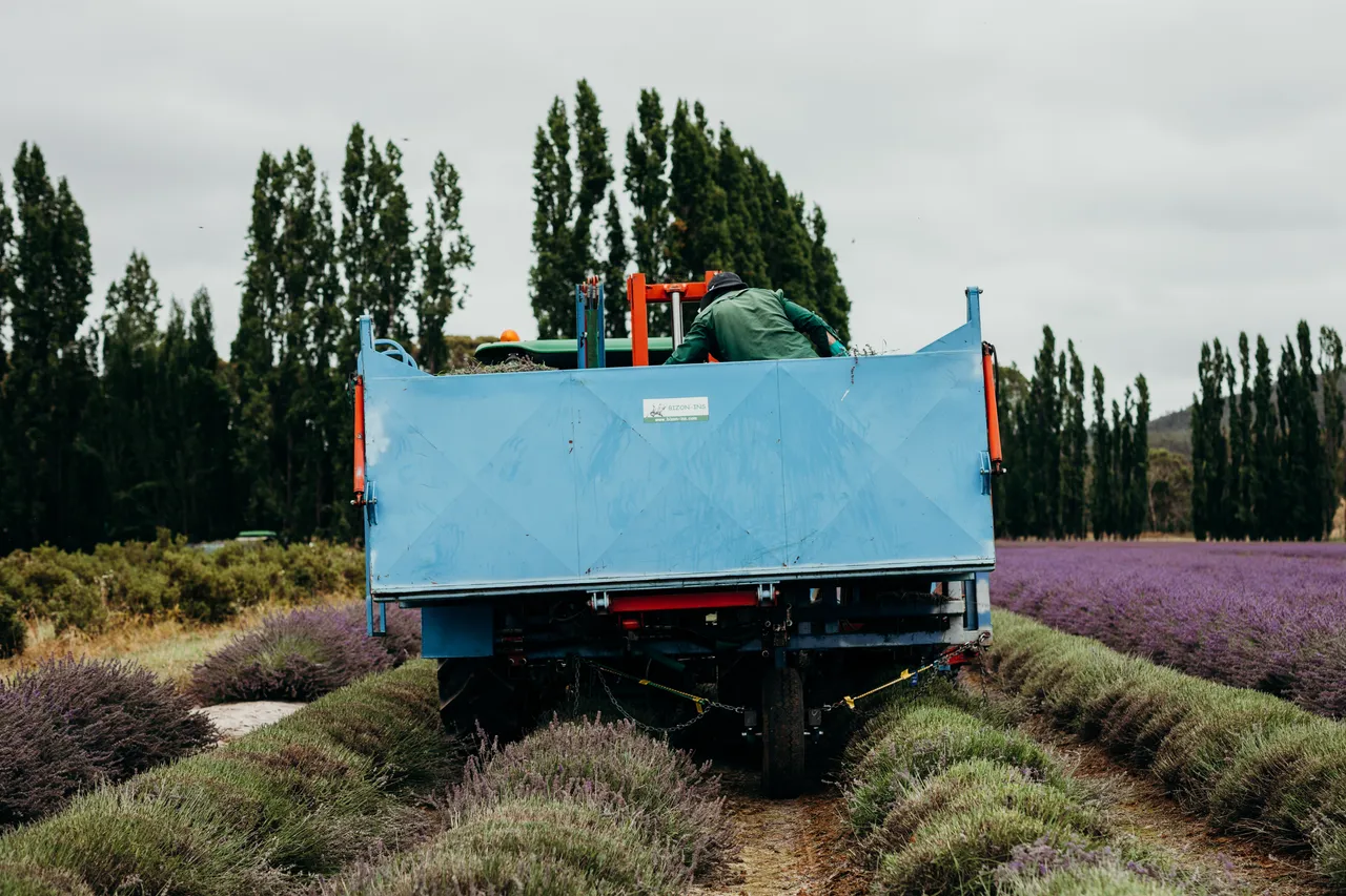 Lavender Harvest