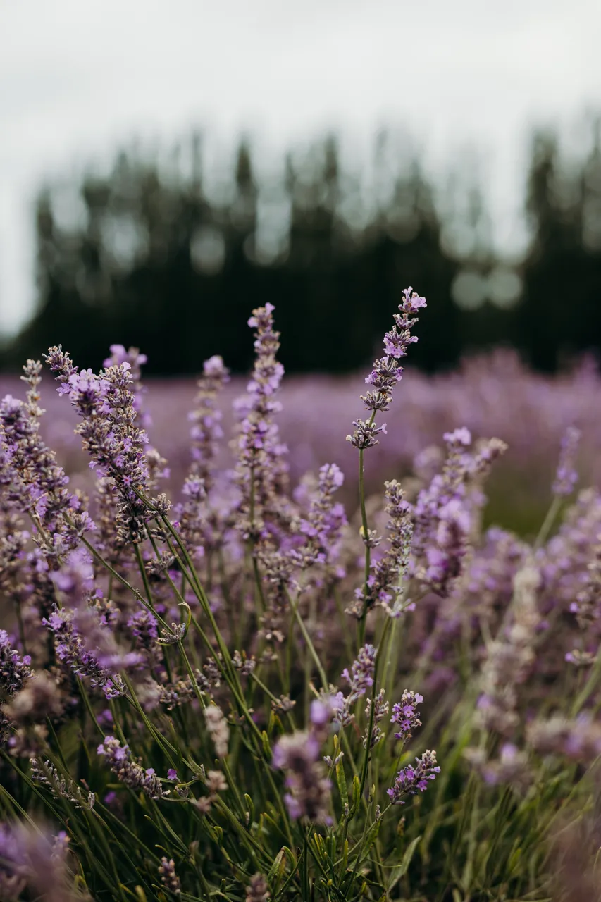 Lavender Farm