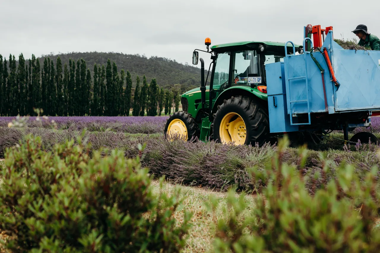 Lavender Harvest