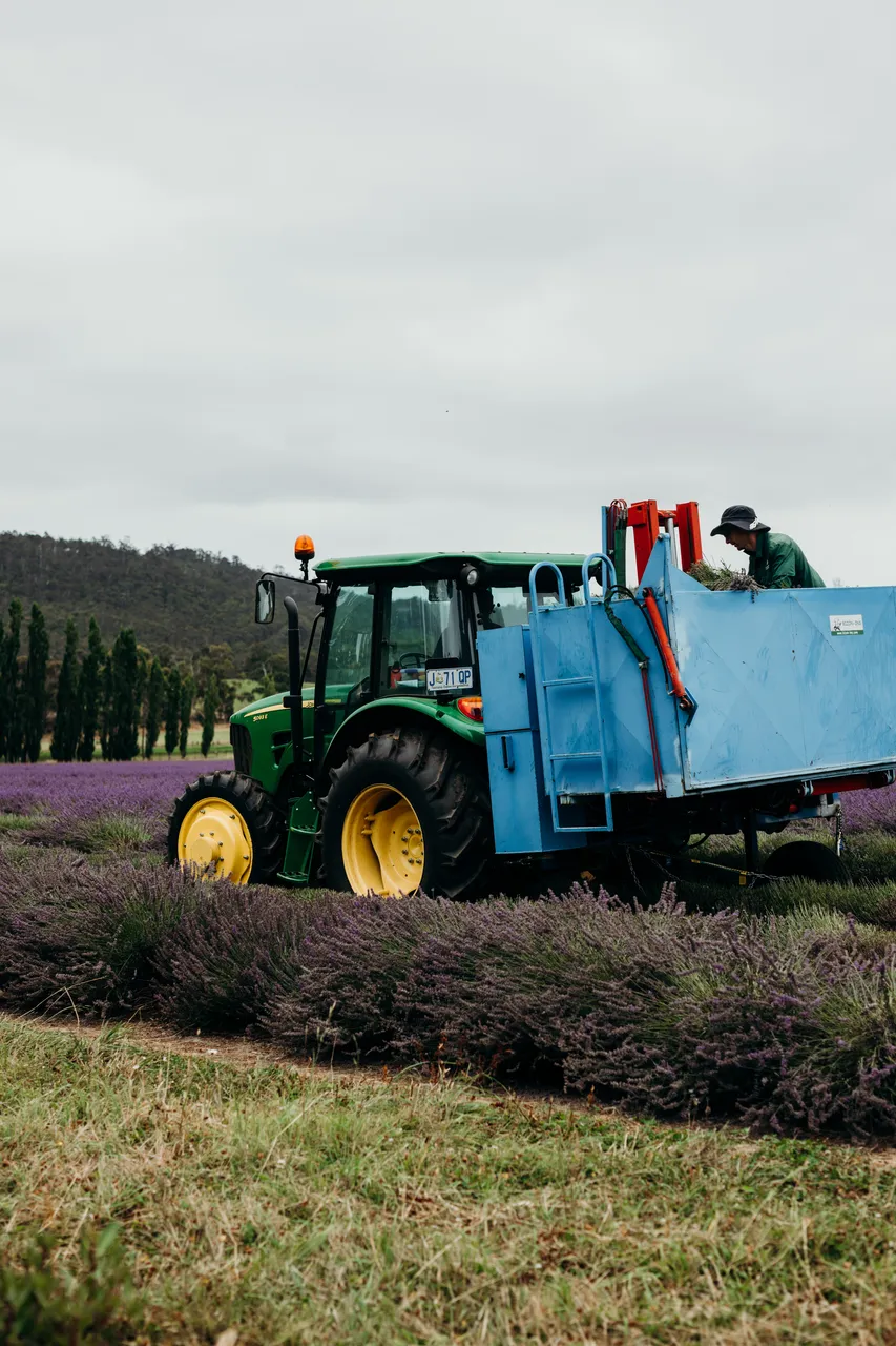 Lavender Harvest