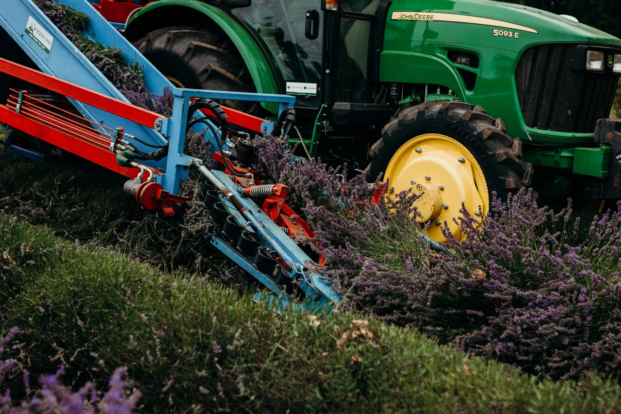 Lavender Harvest