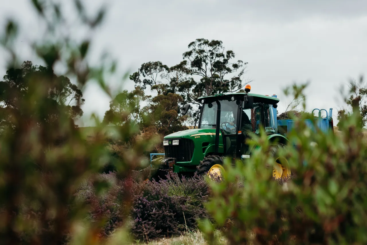 Lavender Harvest