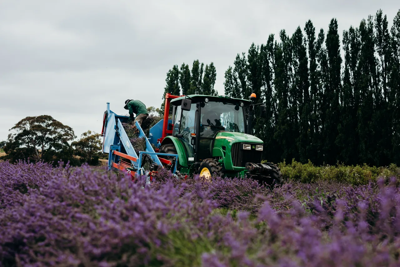 Lavender Harvest