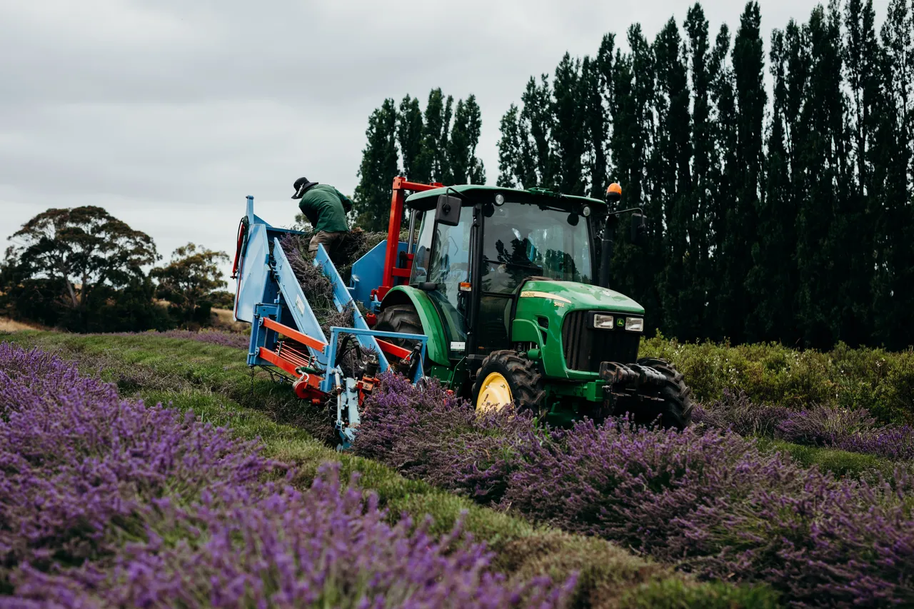 Lavender Harvest