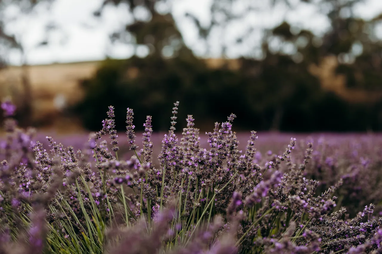 Lavender Farm