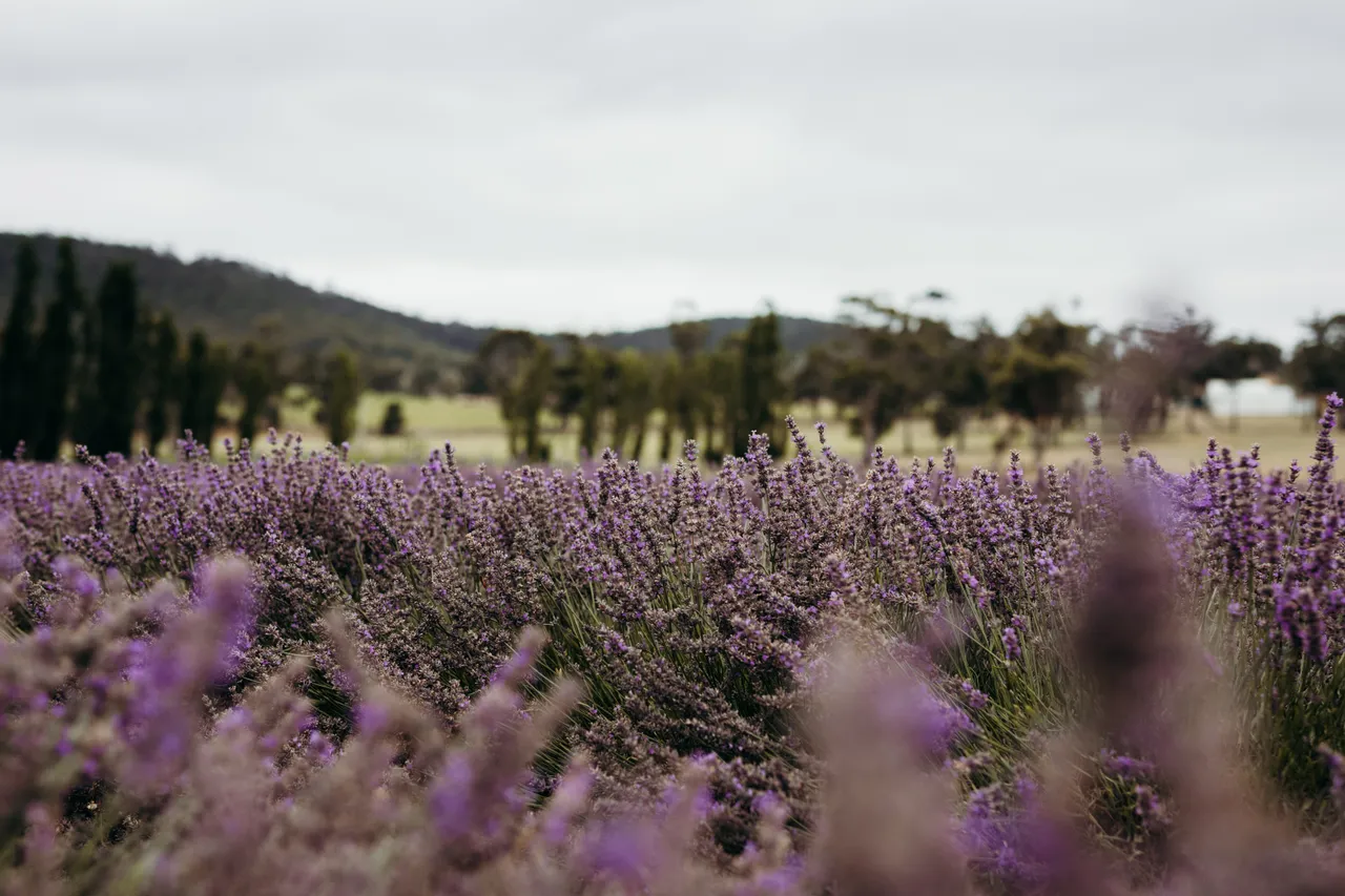 Lavender Farm