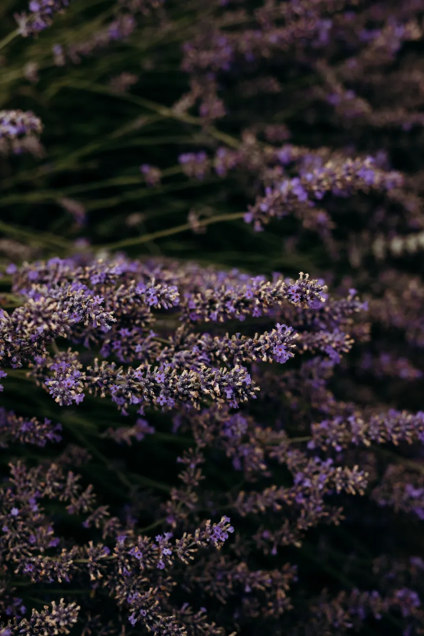 Lavender Farm