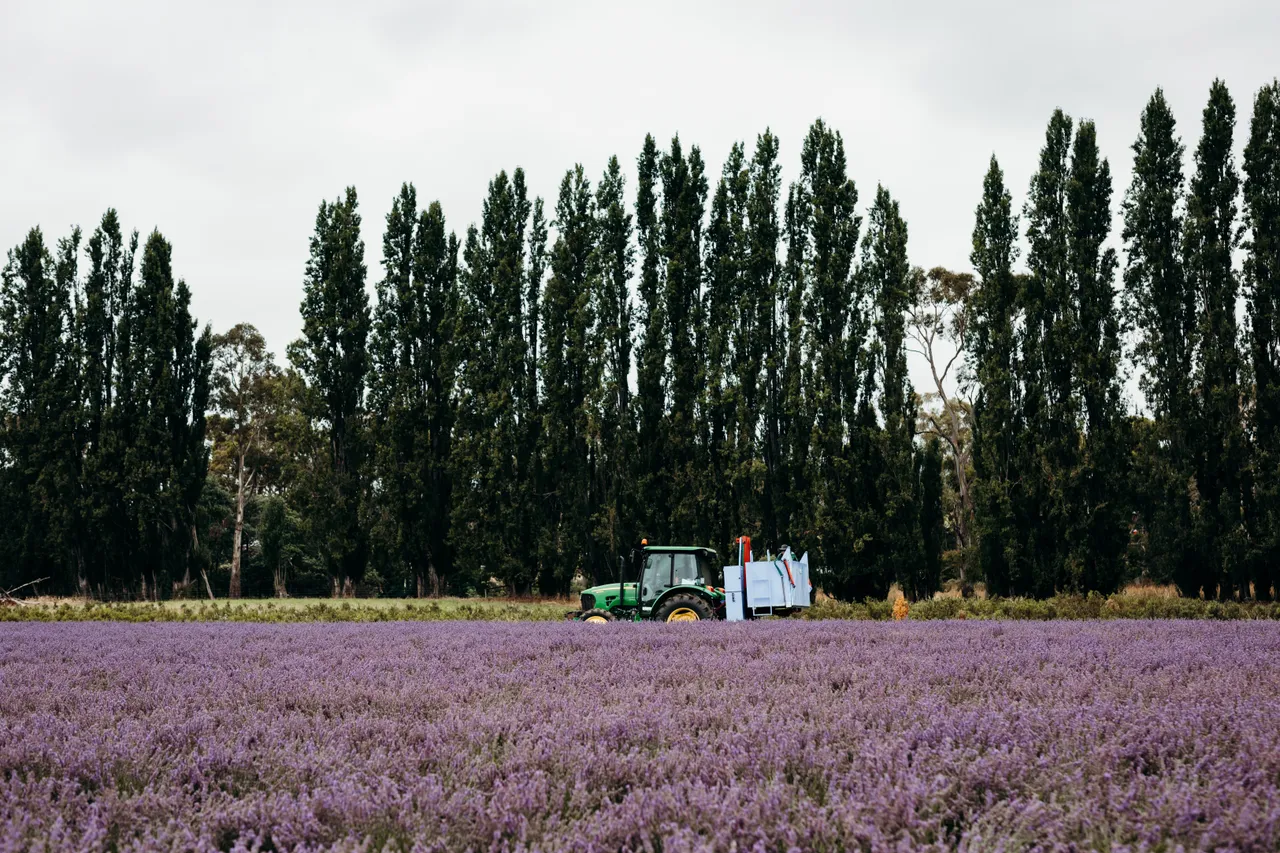 Lavender Farm
