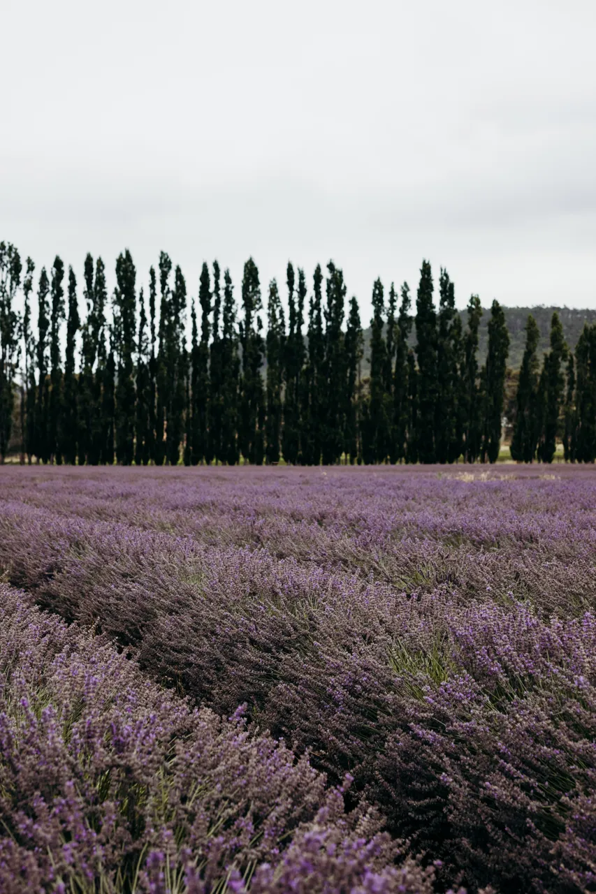 Lavender Farm