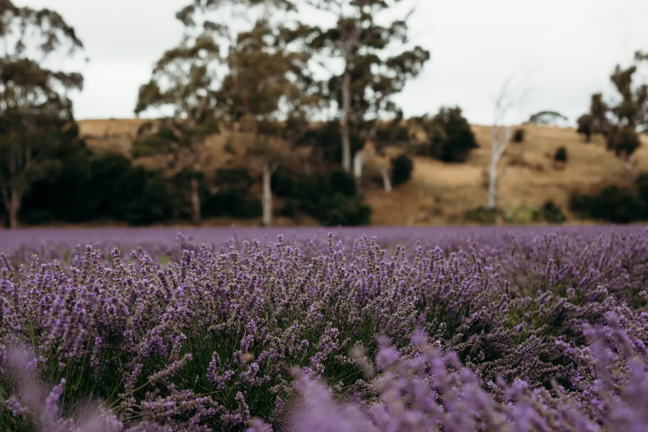Lavender Farm