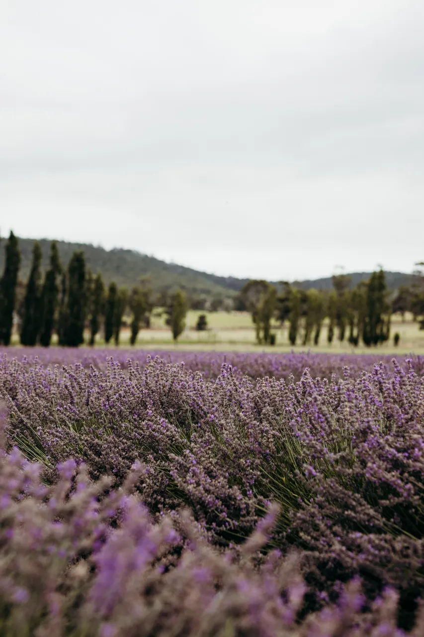 Lavender Farm