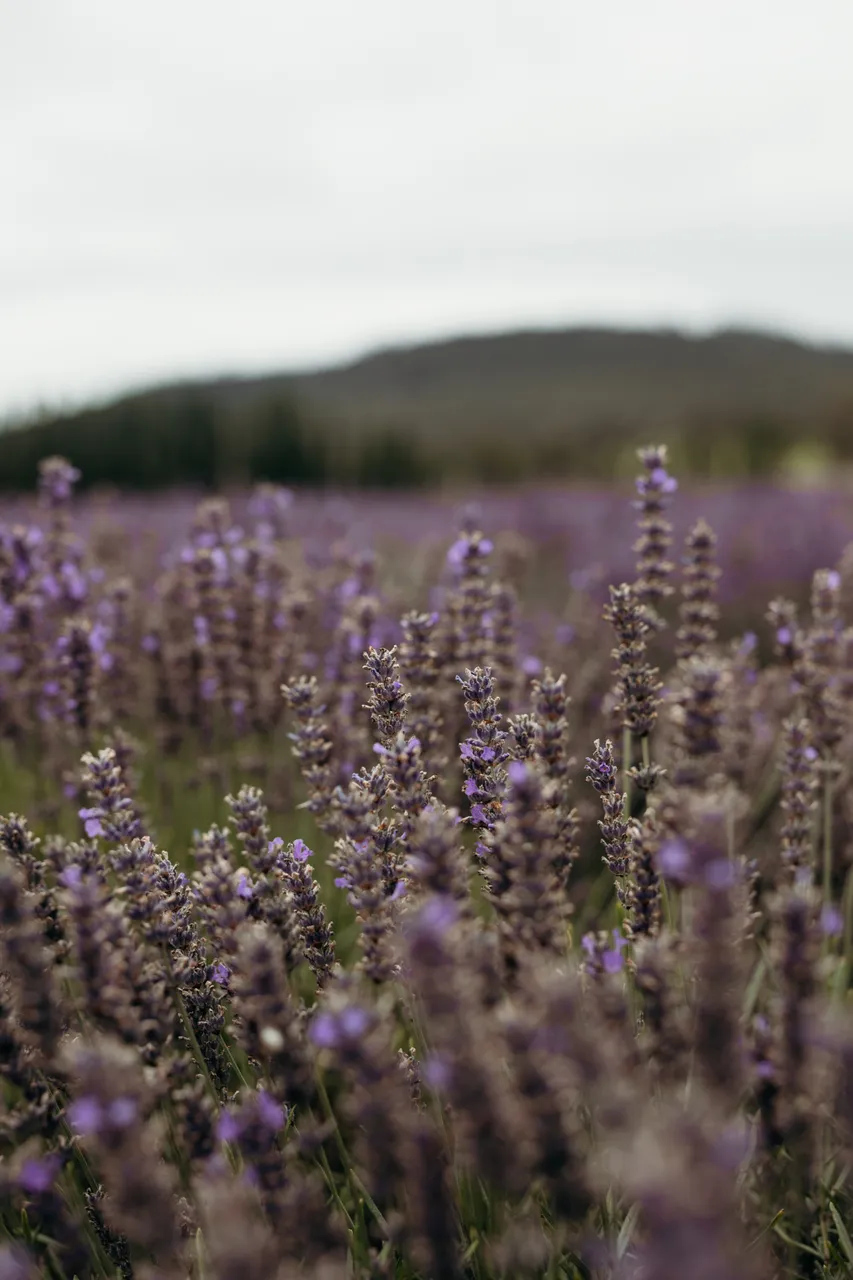 Lavender Farm