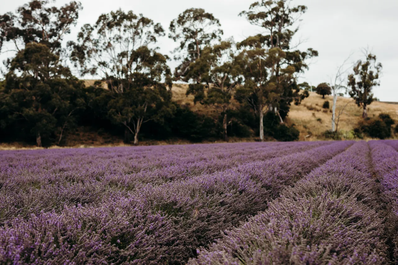 Lavender Farm