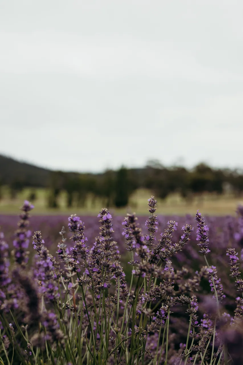 Lavender Farm