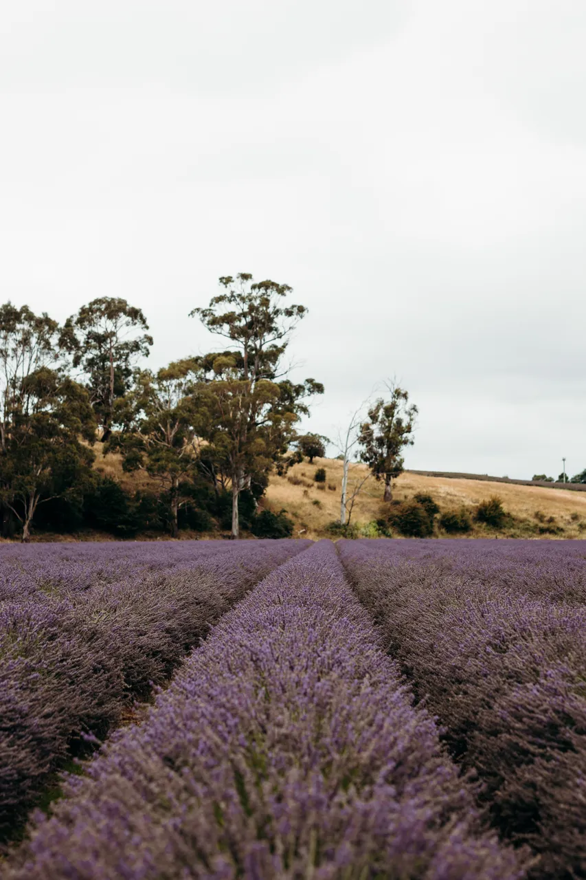 Lavender Farm