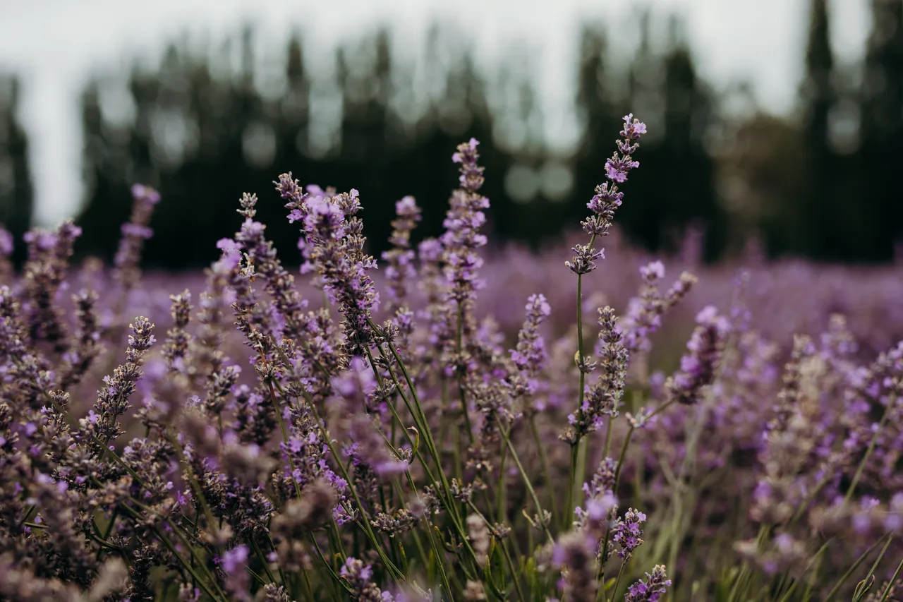 Lavender Farm