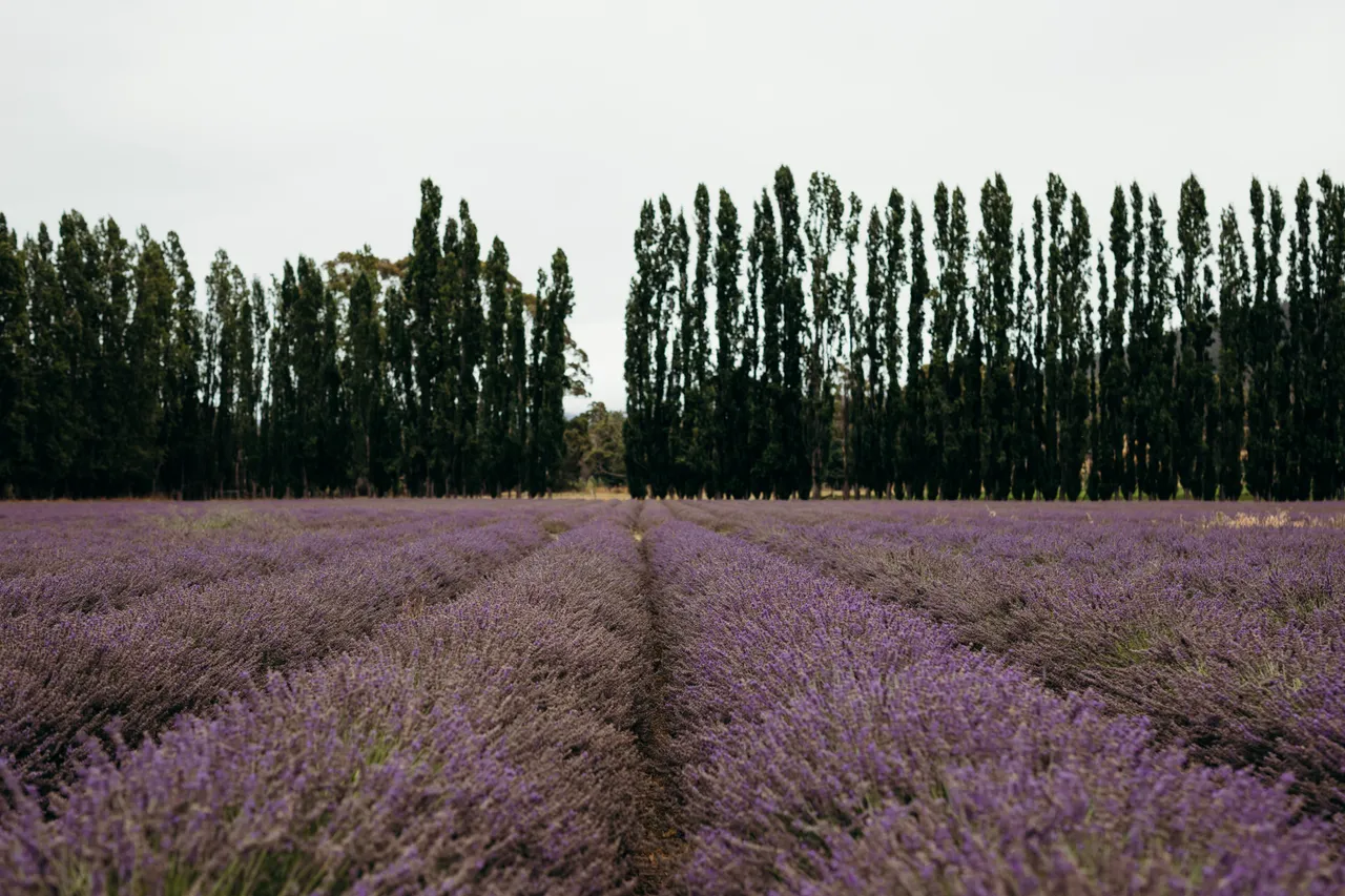 Lavender Farm