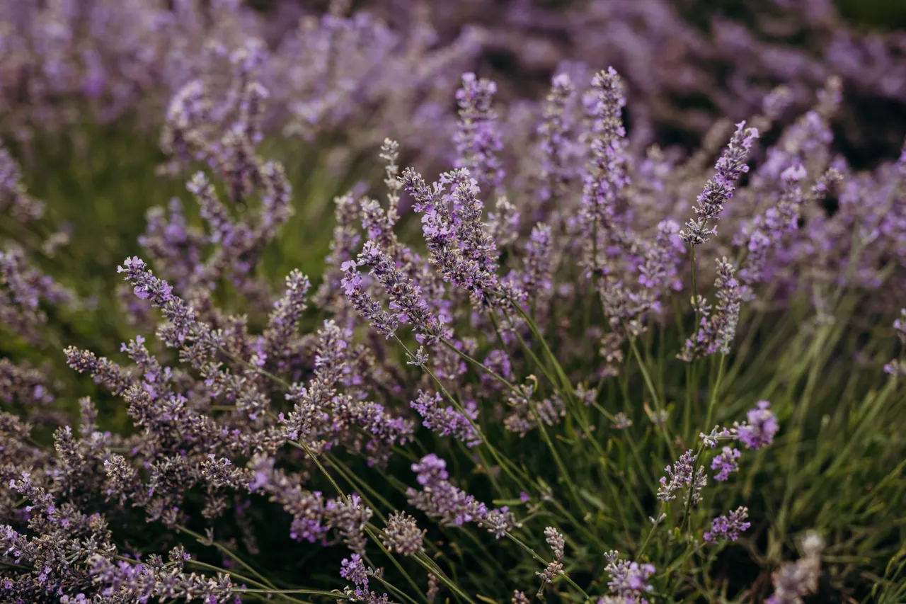 Lavender Farm